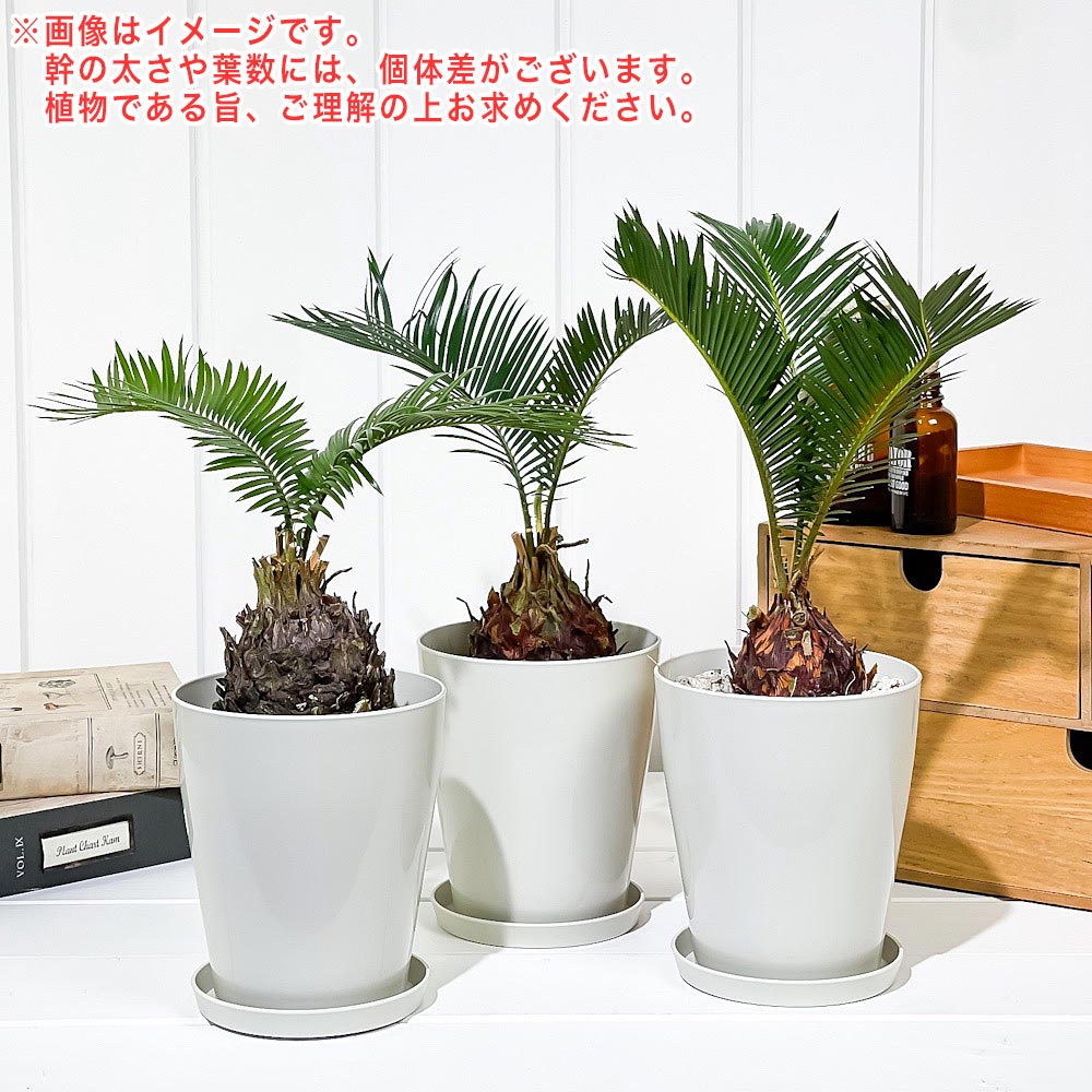 PLANCHU 観葉植物 ソテツ 4号鉢 受け皿付き 育て方説明書付き Cycas revoluta 蘇鉄 生きた化石