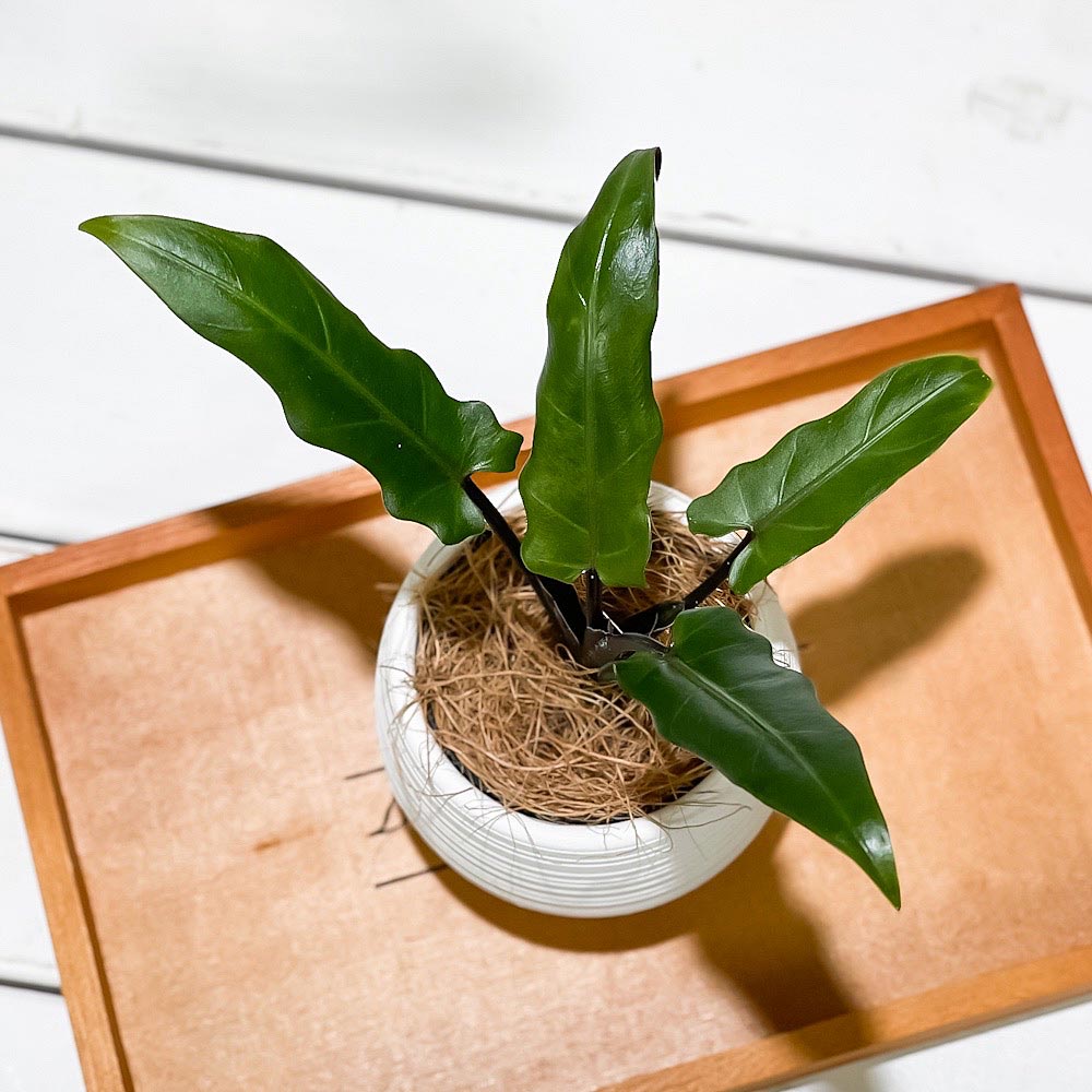 PLANCHU 観葉植物 アロカシア ラウテルバキアナ 3号丸鉢 受け皿付き 育て方説明書付き Alocasia lauterbachiana アロイド