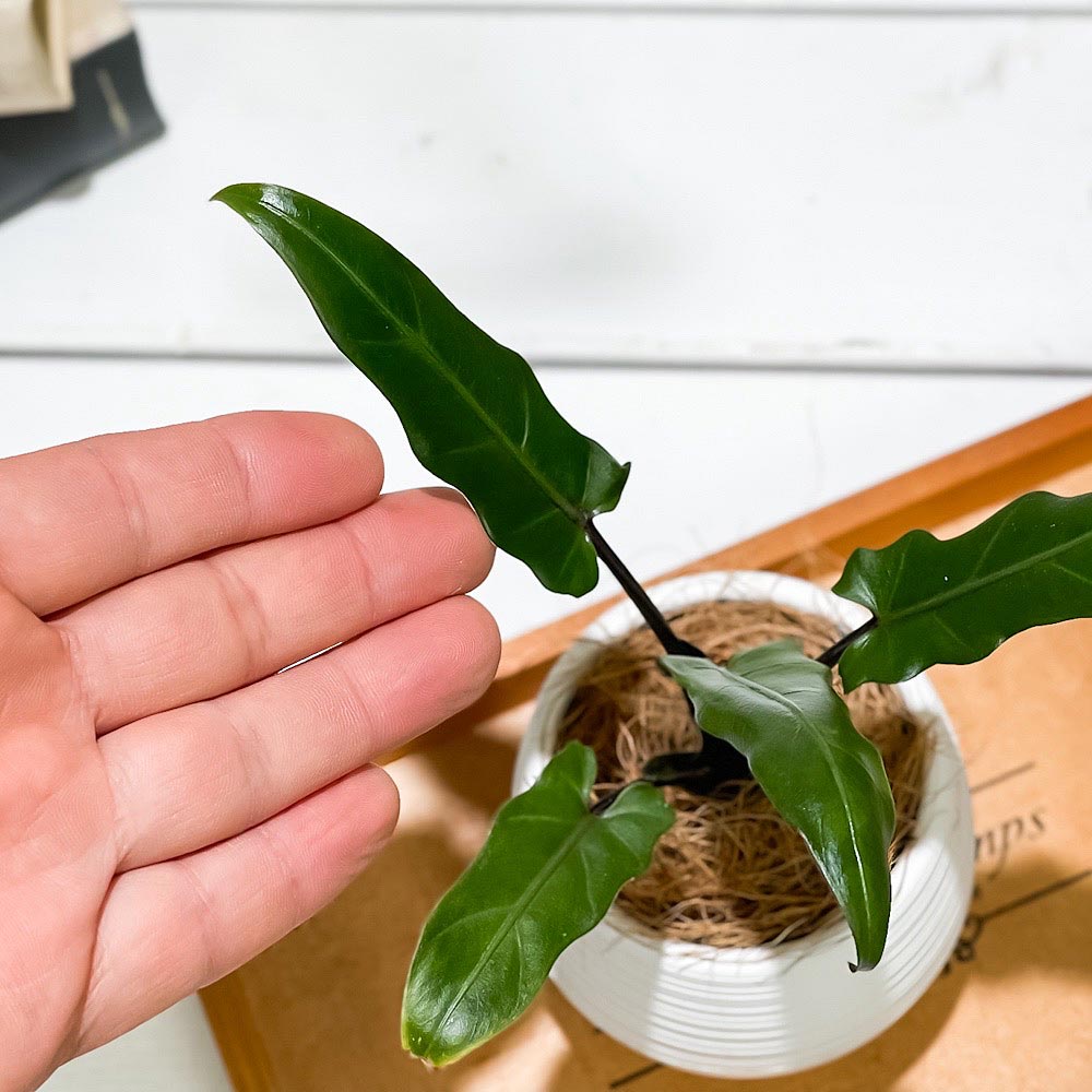 PLANCHU 観葉植物 アロカシア ラウテルバキアナ 3号丸鉢 受け皿付き 育て方説明書付き Alocasia lauterbachiana アロイド