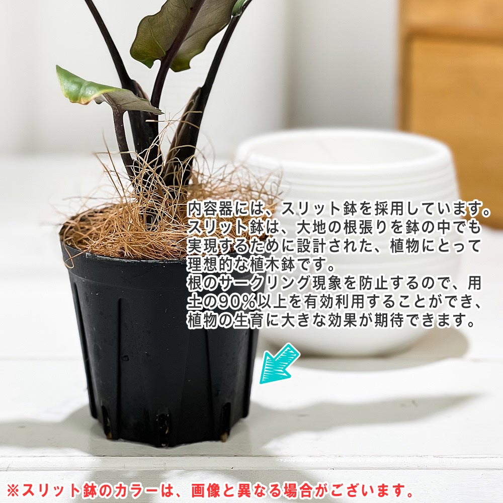 PLANCHU 観葉植物 アロカシア ラウテルバキアナ 3号丸鉢 受け皿付き 育て方説明書付き Alocasia lauterbachiana アロイド