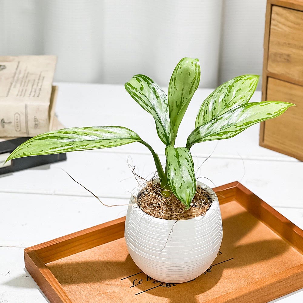 PLANCHU 観葉植物 アグラオネマ シルバークイーン 3号丸鉢 受け皿付き 育て方説明書付き Aglaonema ‘Silver Queen’ 幸せを招くタイの宝石 アロイド