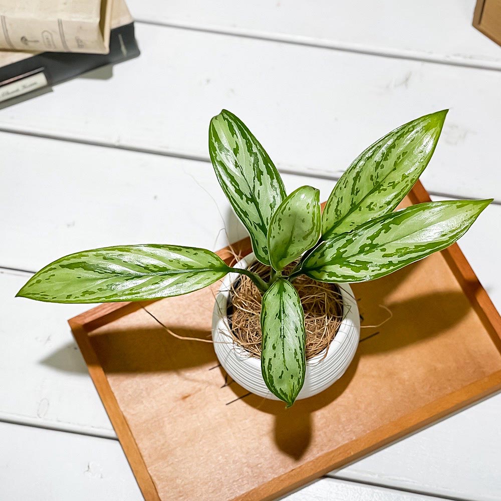 PLANCHU 観葉植物 アグラオネマ シルバークイーン 3号丸鉢 受け皿付き 育て方説明書付き Aglaonema ‘Silver Queen’ 幸せを招くタイの宝石 アロイド