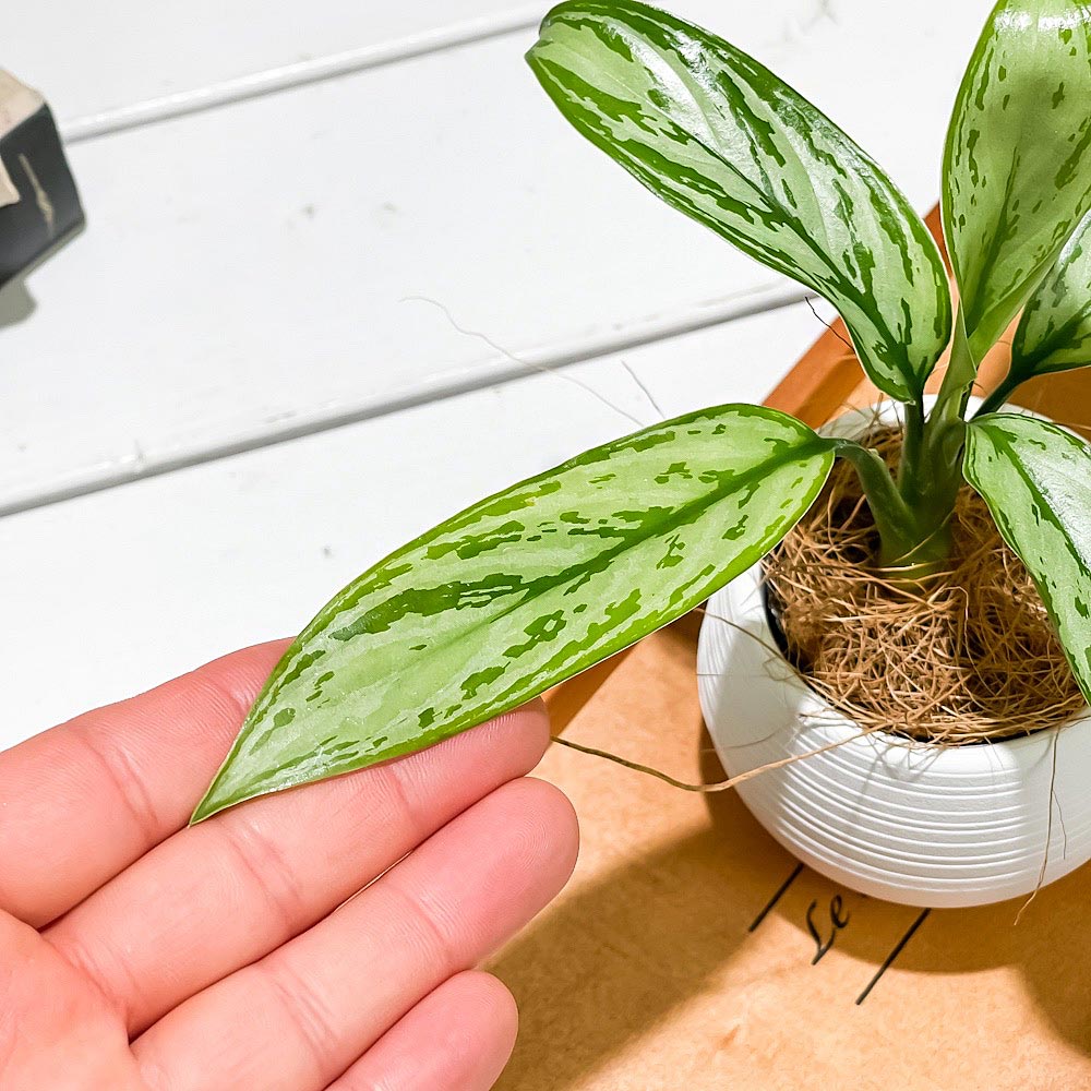 PLANCHU 観葉植物 アグラオネマ シルバークイーン 3号丸鉢 受け皿付き 育て方説明書付き Aglaonema ‘Silver Queen’ 幸せを招くタイの宝石 アロイド