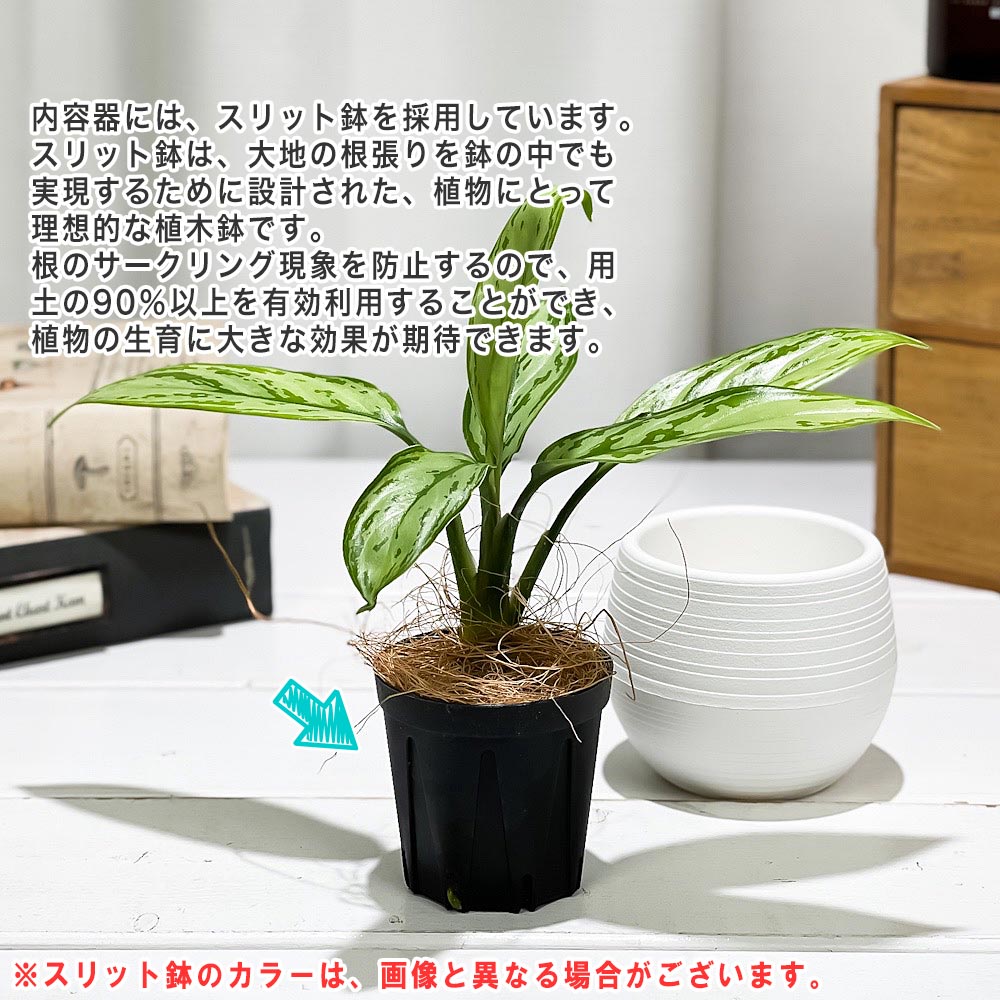 PLANCHU 観葉植物 アグラオネマ シルバークイーン 3号丸鉢 受け皿付き 育て方説明書付き Aglaonema ‘Silver Queen’ 幸せを招くタイの宝石 アロイド