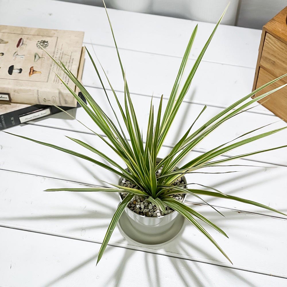 PLANCHU 観葉植物 ドラセナ マルギナータ ホワイトボリー 3.5号鉢 受け皿付き 育て方説明書付き Dracaena marginata ‘Whivory’ 真実の木 マジナータ コンシンネ コンシナ