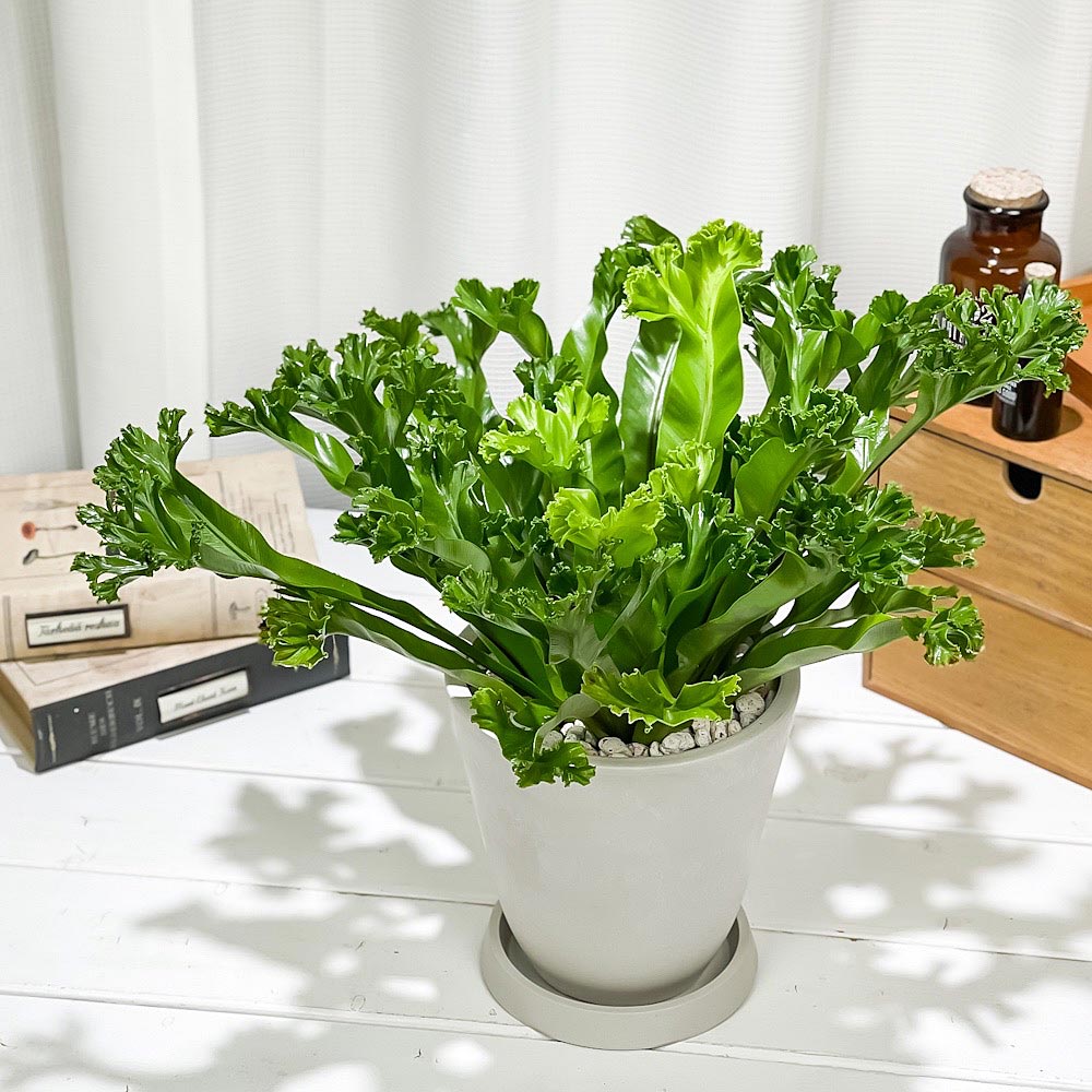 PLANCHU 観葉植物 アスプレニウム レズリー 5号樹脂鉢 ホワイト サスティー付き 受け皿付き 育て方説明書付き Asplenium nidus ‘Leslie’ シマオオタニワタリ シダ植物