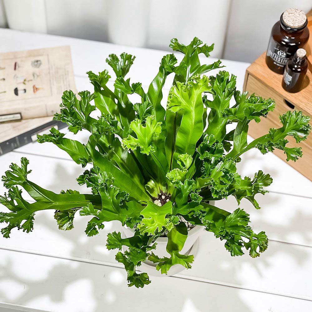 PLANCHU 観葉植物 アスプレニウム レズリー 5号樹脂鉢 ホワイト サスティー付き 受け皿付き 育て方説明書付き Asplenium nidus ‘Leslie’ シマオオタニワタリ シダ植物