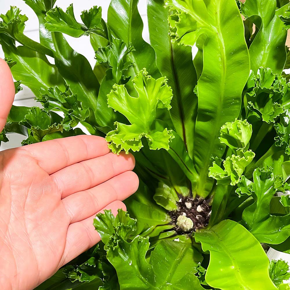 PLANCHU 観葉植物 アスプレニウム レズリー 5号樹脂鉢 ホワイト サスティー付き 受け皿付き 育て方説明書付き Asplenium nidus ‘Leslie’ シマオオタニワタリ シダ植物