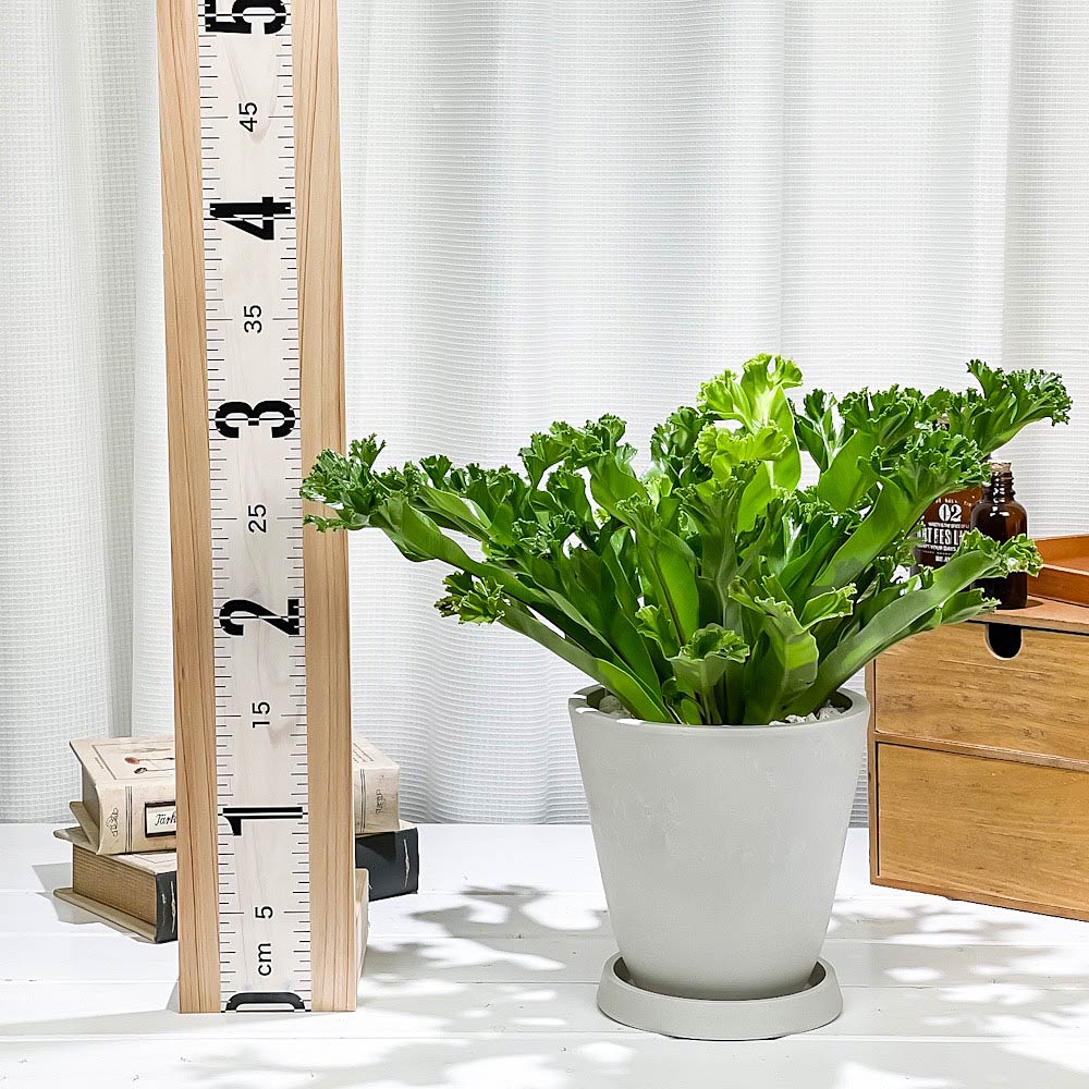 PLANCHU 観葉植物 アスプレニウム レズリー 5号樹脂鉢 ホワイト サスティー付き 受け皿付き 育て方説明書付き Asplenium nidus ‘Leslie’ シマオオタニワタリ シダ植物