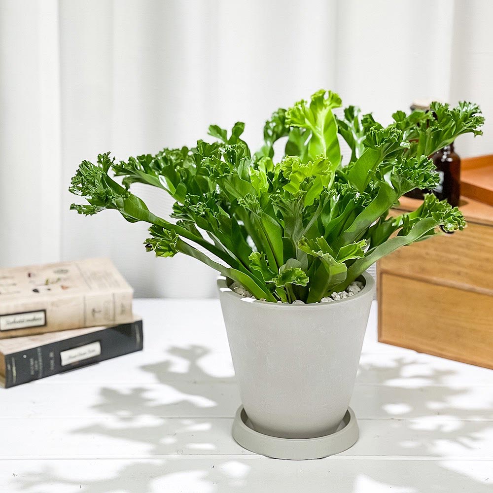PLANCHU 観葉植物 アスプレニウム レズリー 5号樹脂鉢 ホワイト サスティー付き 受け皿付き 育て方説明書付き Asplenium nidus ‘Leslie’ シマオオタニワタリ シダ植物