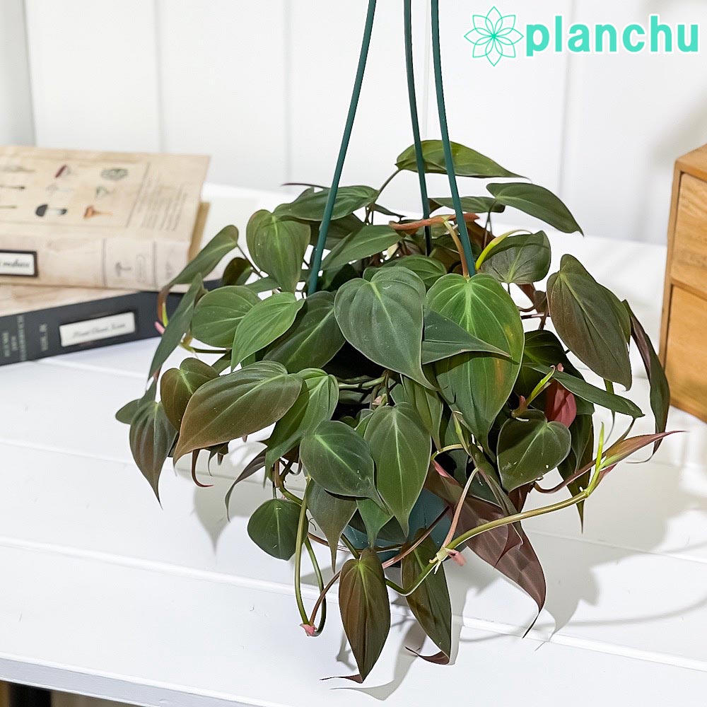 PLANCHU 観葉植物 フィロデンドロン ミカンス 5号吊り鉢 育て方説明書