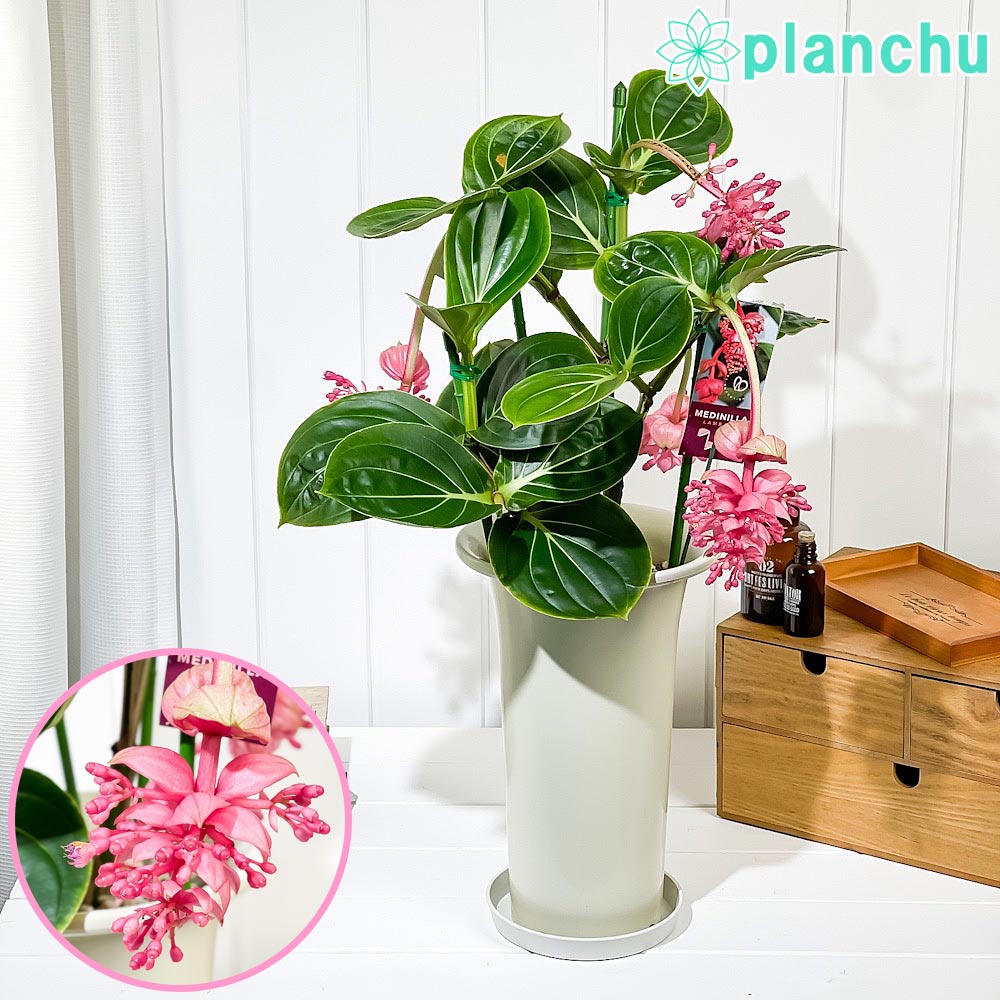 PLANCHU 熱帯花木 メディニラ マグニフィカ ランバダ 6号鉢 受け皿付き 育て方説明書付き Medinilla magnifica ‘Lambada’ 熱帯の宝石 観葉植物 鉢花