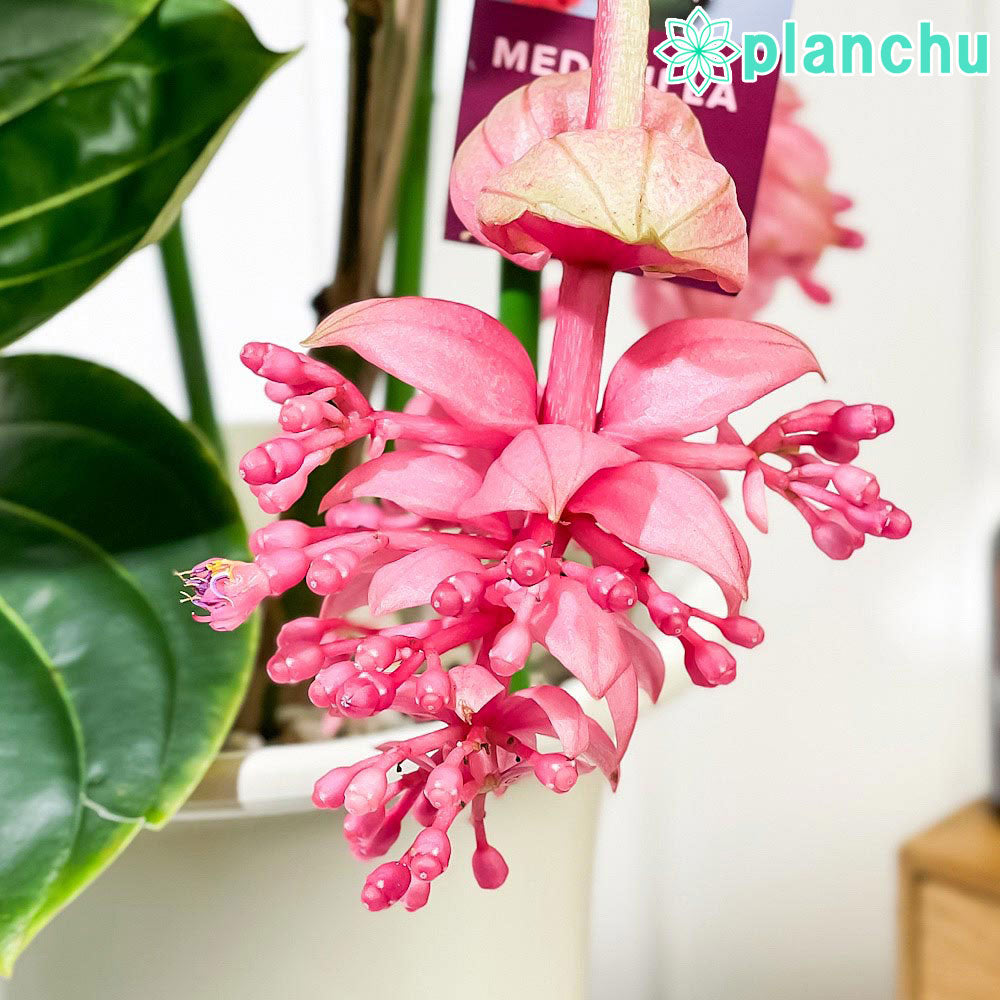 PLANCHU 熱帯花木 メディニラ マグニフィカ ランバダ 6号鉢 受け皿付き 育て方説明書付き Medinilla magnifica ‘Lambada’ 熱帯の宝石 観葉植物 鉢花