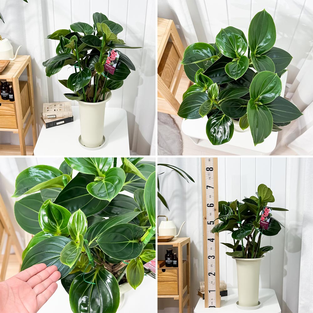 PLANCHU 熱帯花木 メディニラ マグニフィカ ランバダ 6号鉢 受け皿付き 育て方説明書付き Medinilla magnifica ‘Lambada’ 熱帯の宝石 観葉植物 鉢花
