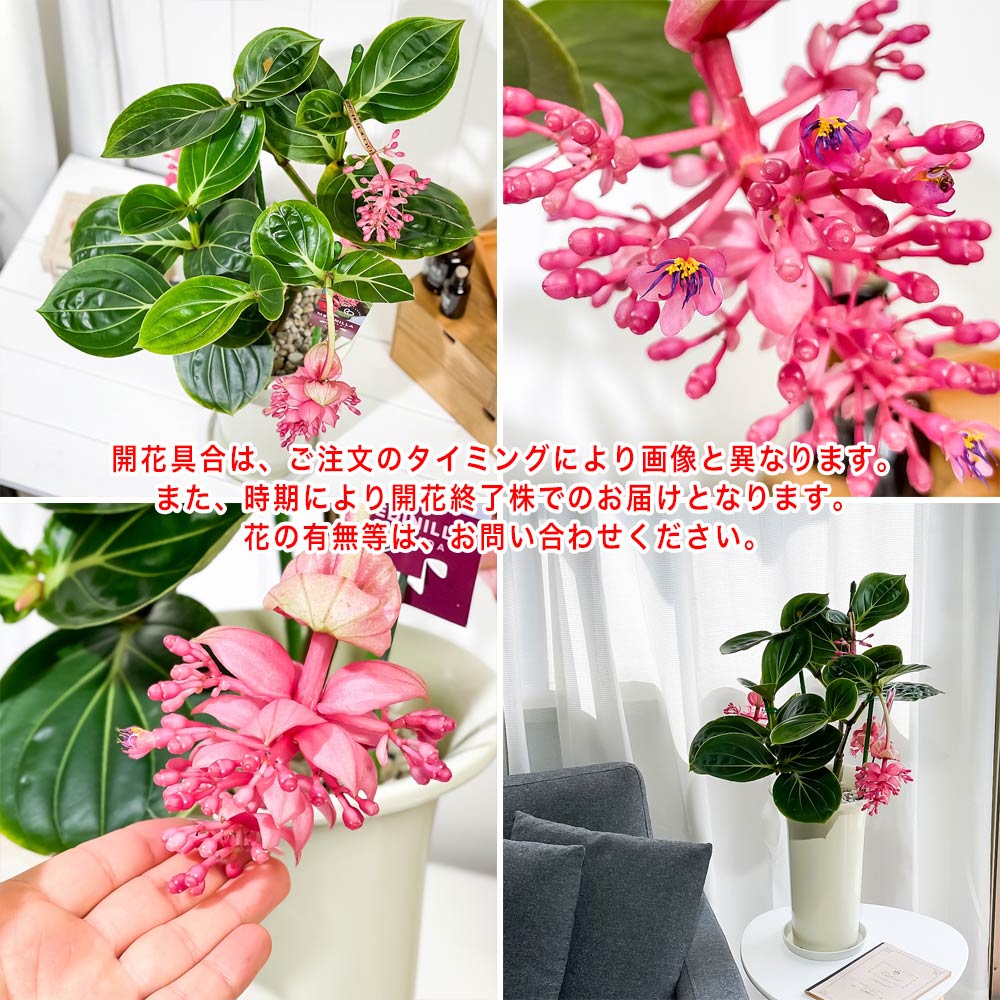 PLANCHU 熱帯花木 メディニラ マグニフィカ ランバダ 6号鉢 受け皿付き 育て方説明書付き Medinilla magnifica ‘Lambada’ 熱帯の宝石 観葉植物 鉢花