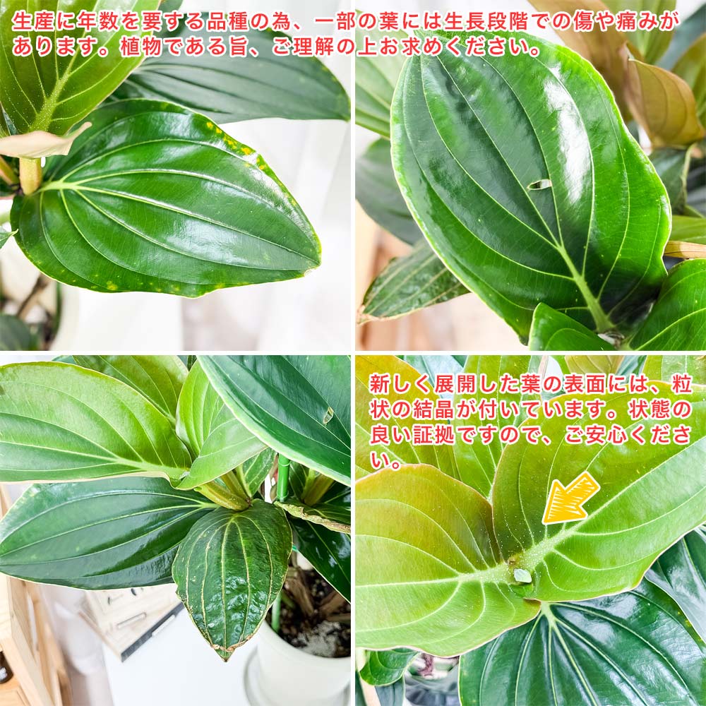 PLANCHU 熱帯花木 メディニラ マグニフィカ ランバダ 6号鉢 受け皿付き 育て方説明書付き Medinilla magnifica ‘Lambada’ 熱帯の宝石 観葉植物 鉢花