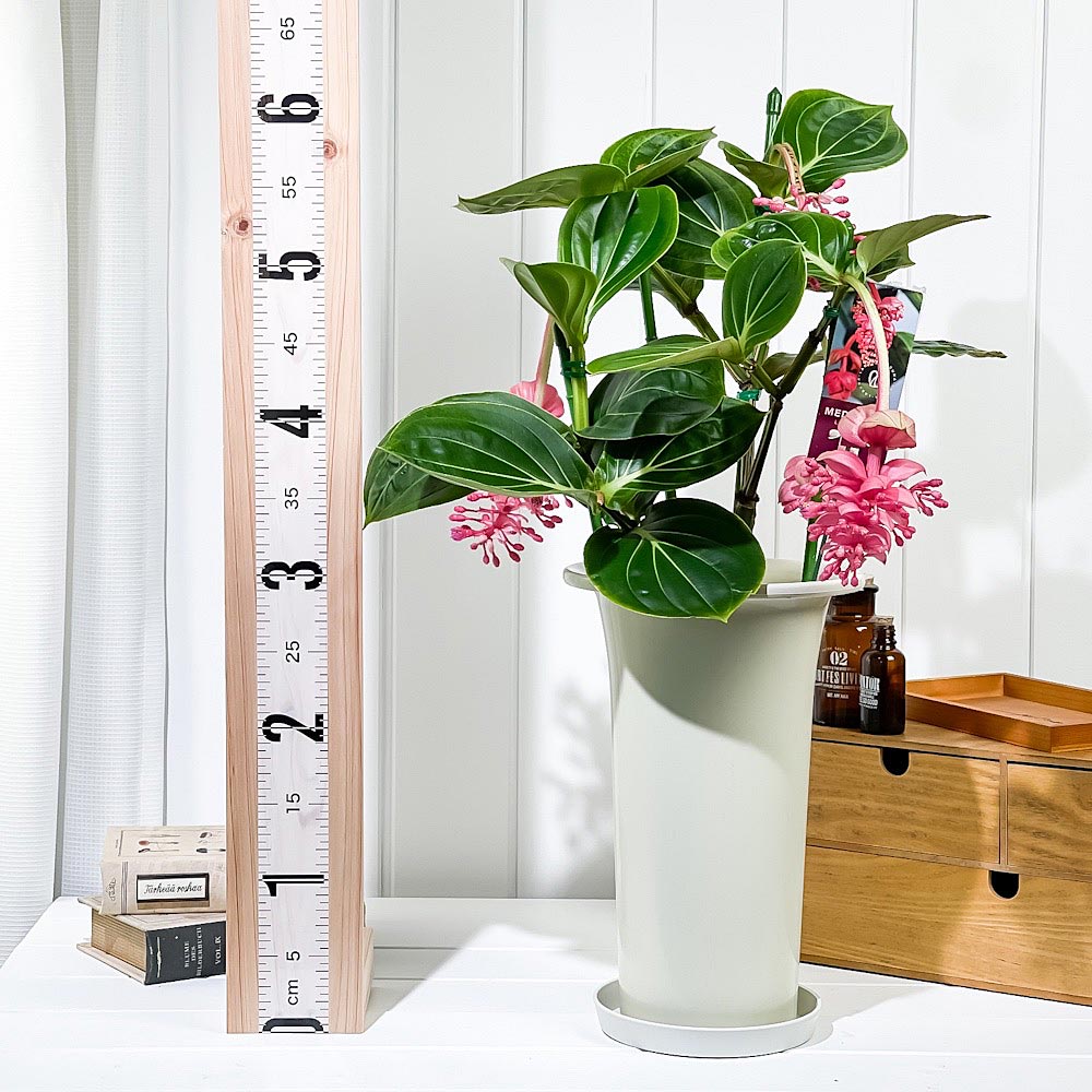 PLANCHU 熱帯花木 メディニラ マグニフィカ ランバダ 6号鉢 受け皿付き 育て方説明書付き Medinilla magnifica ‘Lambada’ 熱帯の宝石 観葉植物 鉢花
