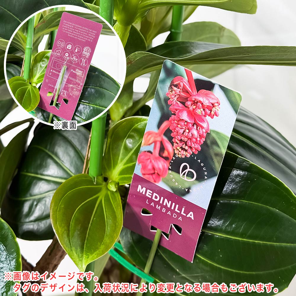 PLANCHU 熱帯花木 メディニラ マグニフィカ ランバダ 6号鉢 受け皿付き 育て方説明書付き Medinilla magnifica ‘Lambada’ 熱帯の宝石 観葉植物 鉢花