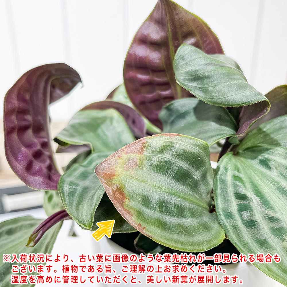 PLANCHU 観葉植物 ゲオゲナンサス ウンダツ 4号鉢 受け皿付き 育て方説明書付き Geogenanthus undatus エクアドルの宝石