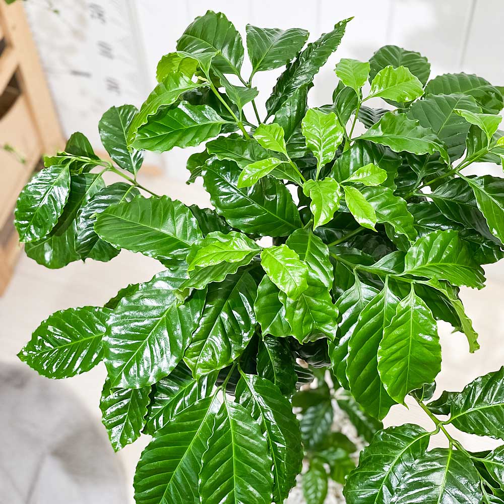 PLANCHU 観葉植物 コーヒーノキ アラビカ 7号鉢 受け皿付き 育て方説明書付き Coffea arabica コーヒーの木 珈琲の木 アラビカコーヒー