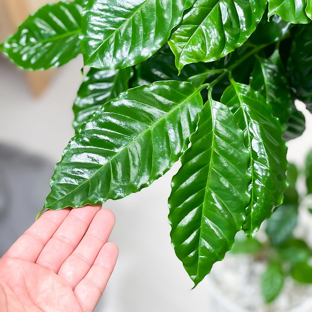 PLANCHU 観葉植物 コーヒーノキ アラビカ 7号鉢 受け皿付き 育て方説明書付き Coffea arabica コーヒーの木 珈琲の木 アラビカコーヒー