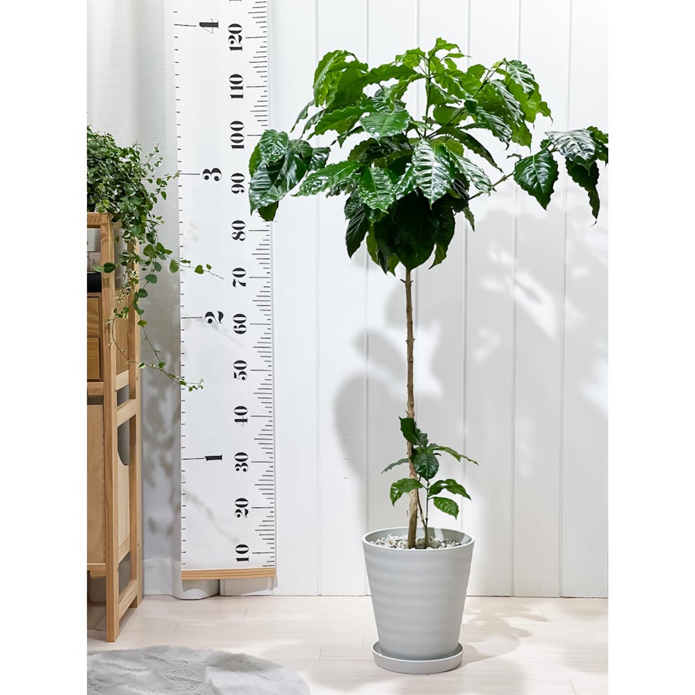 PLANCHU 観葉植物 コーヒーノキ アラビカ 7号鉢 受け皿付き 育て方説明書付き Coffea arabica コーヒーの木 珈琲の木 アラビカコーヒー