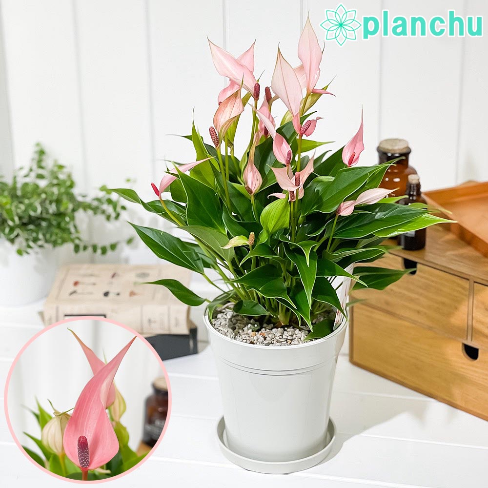 PLANCHU 観葉植物 アンスリウム リリー 5号鉢 受け皿付き 育て方説明書付き Anthurium andraeanum ‘Anthurini Lilli’ アンスリューム アロイド 鉢花 ピンク系