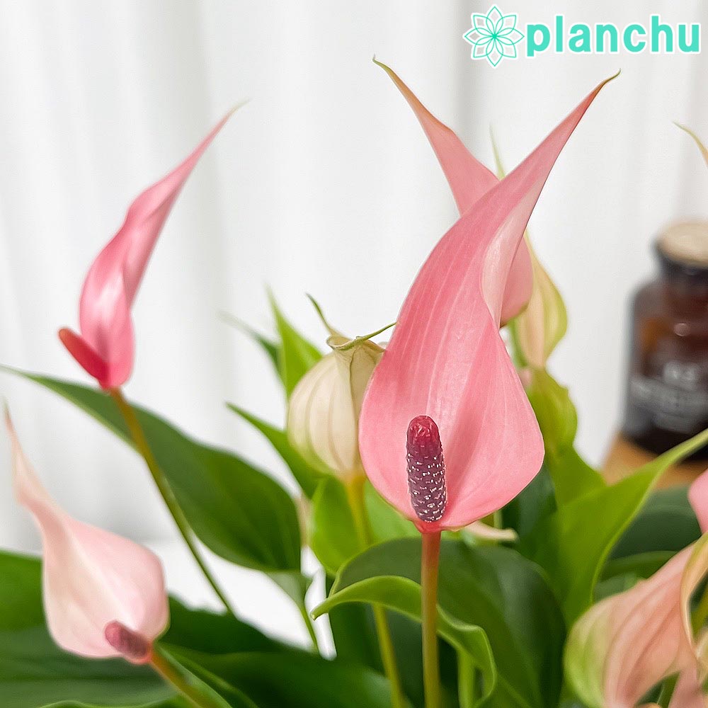 PLANCHU 観葉植物 アンスリウム リリー 5号鉢 受け皿付き 育て方説明書付き Anthurium andraeanum ‘Anthurini Lilli’ アンスリューム アロイド 鉢花 ピンク系