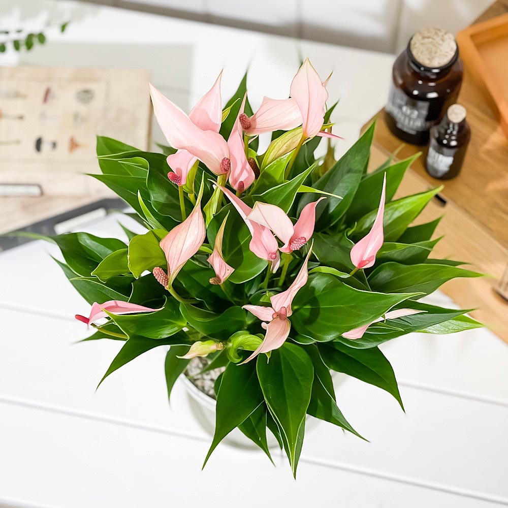 PLANCHU 観葉植物 アンスリウム リリー 5号鉢 受け皿付き 育て方説明書付き Anthurium andraeanum ‘Anthurini Lilli’ アンスリューム アロイド 鉢花 ピンク系