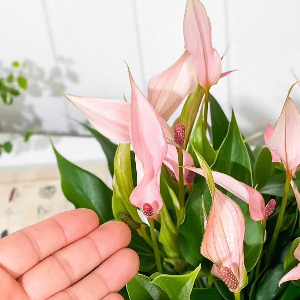 PLANCHU 観葉植物 アンスリウム リリー 5号鉢 受け皿付き 育て方説明書付き Anthurium andraeanum ‘Anthurini Lilli’ アンスリューム アロイド 鉢花 ピンク系