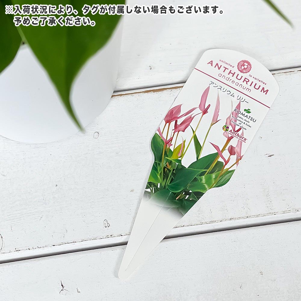 PLANCHU 観葉植物 アンスリウム リリー 5号鉢 受け皿付き 育て方説明書付き Anthurium andraeanum ‘Anthurini Lilli’ アンスリューム アロイド 鉢花 ピンク系