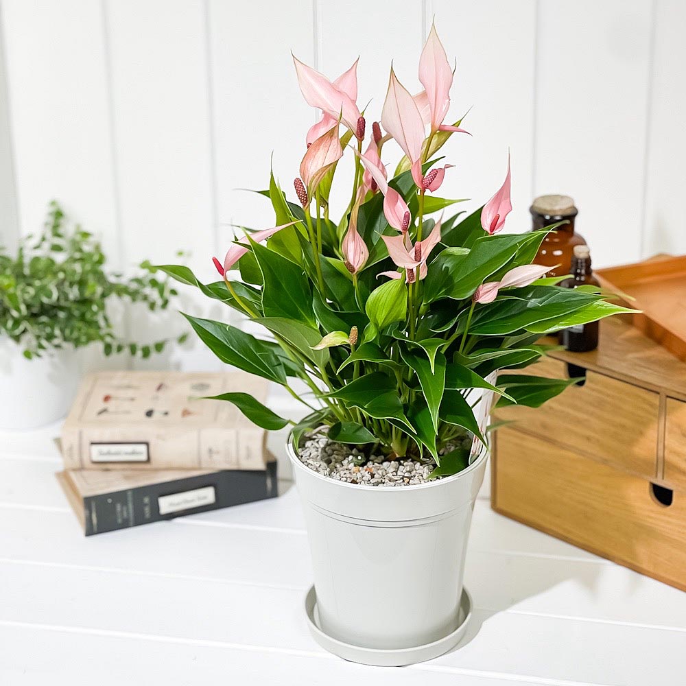 PLANCHU 観葉植物 アンスリウム リリー 5号鉢 受け皿付き 育て方説明書付き Anthurium andraeanum ‘Anthurini Lilli’ アンスリューム アロイド 鉢花 ピンク系