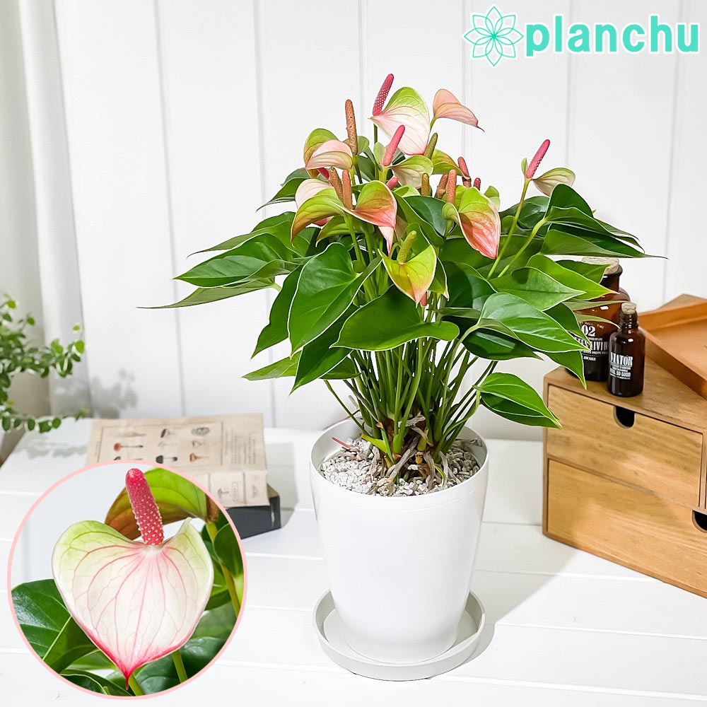 PLANCHU 観葉植物 アンスリウム ベイビーエレガンス 6号鉢 受け皿付き 育て方説明書付き Anthurium andraeanum ‘Baby Elegance’ アンスリューム アロイド 鉢花 ピンク系