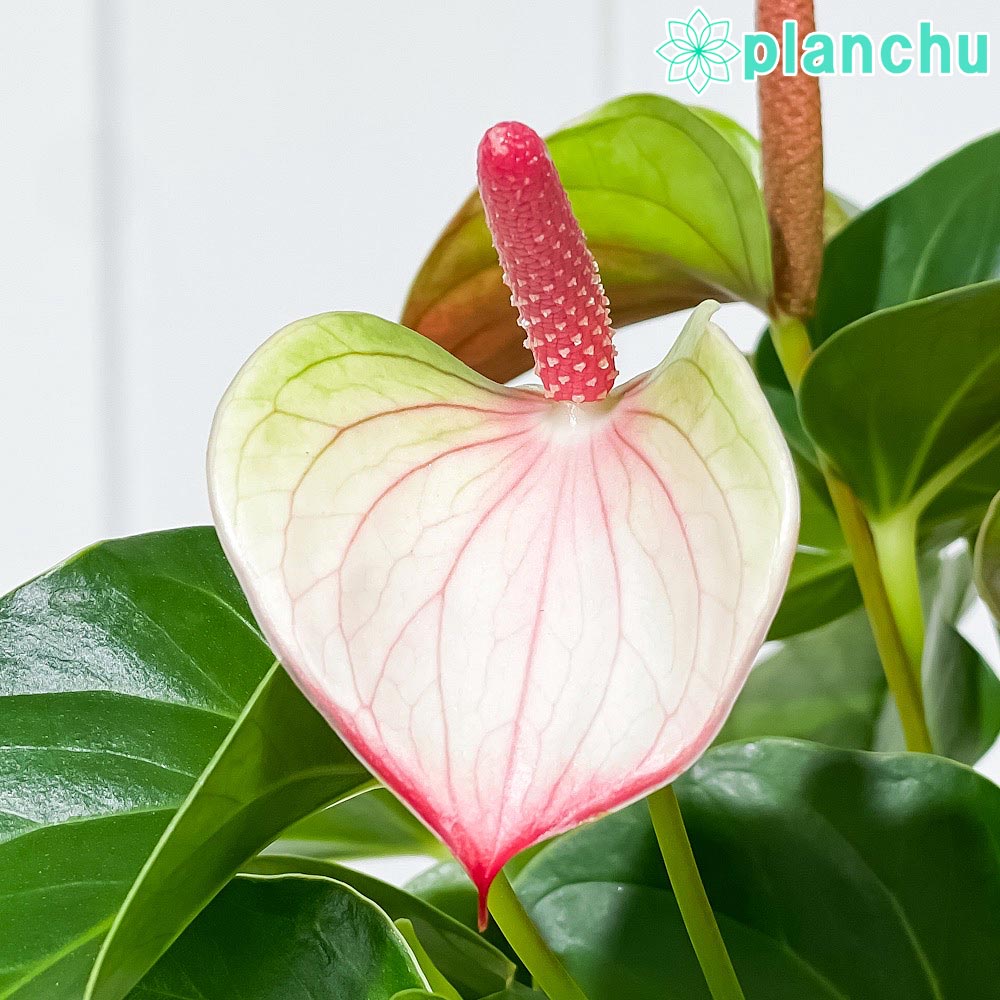 PLANCHU 観葉植物 アンスリウム ベイビーエレガンス 6号鉢 受け皿付き 育て方説明書付き Anthurium andraeanum ‘Baby Elegance’ アンスリューム アロイド 鉢花 ピンク系