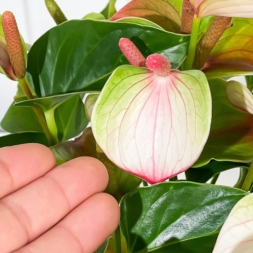 PLANCHU 観葉植物 アンスリウム ベイビーエレガンス 6号鉢 受け皿付き 育て方説明書付き Anthurium andraeanum ‘Baby Elegance’ アンスリューム アロイド 鉢花 ピンク系