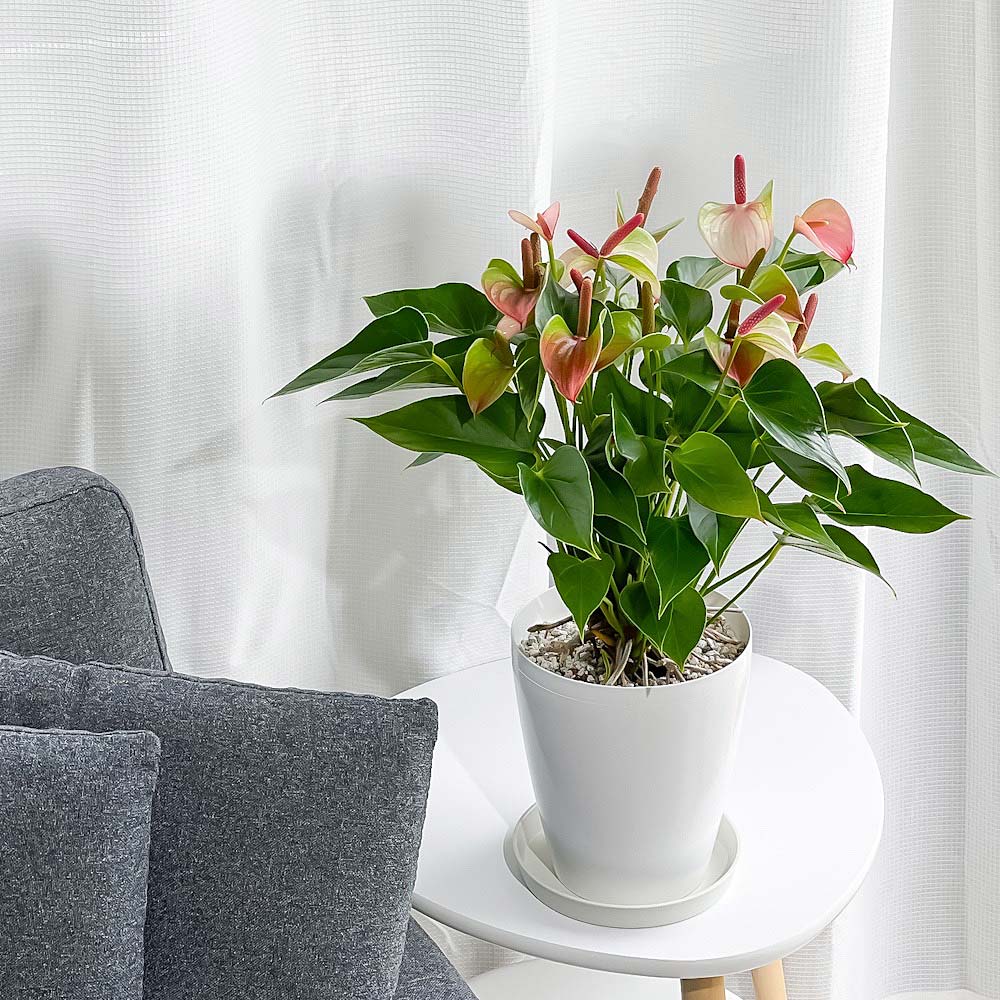PLANCHU 観葉植物 アンスリウム ベイビーエレガンス 6号鉢 受け皿付き 育て方説明書付き Anthurium andraeanum ‘Baby Elegance’ アンスリューム アロイド 鉢花 ピンク系