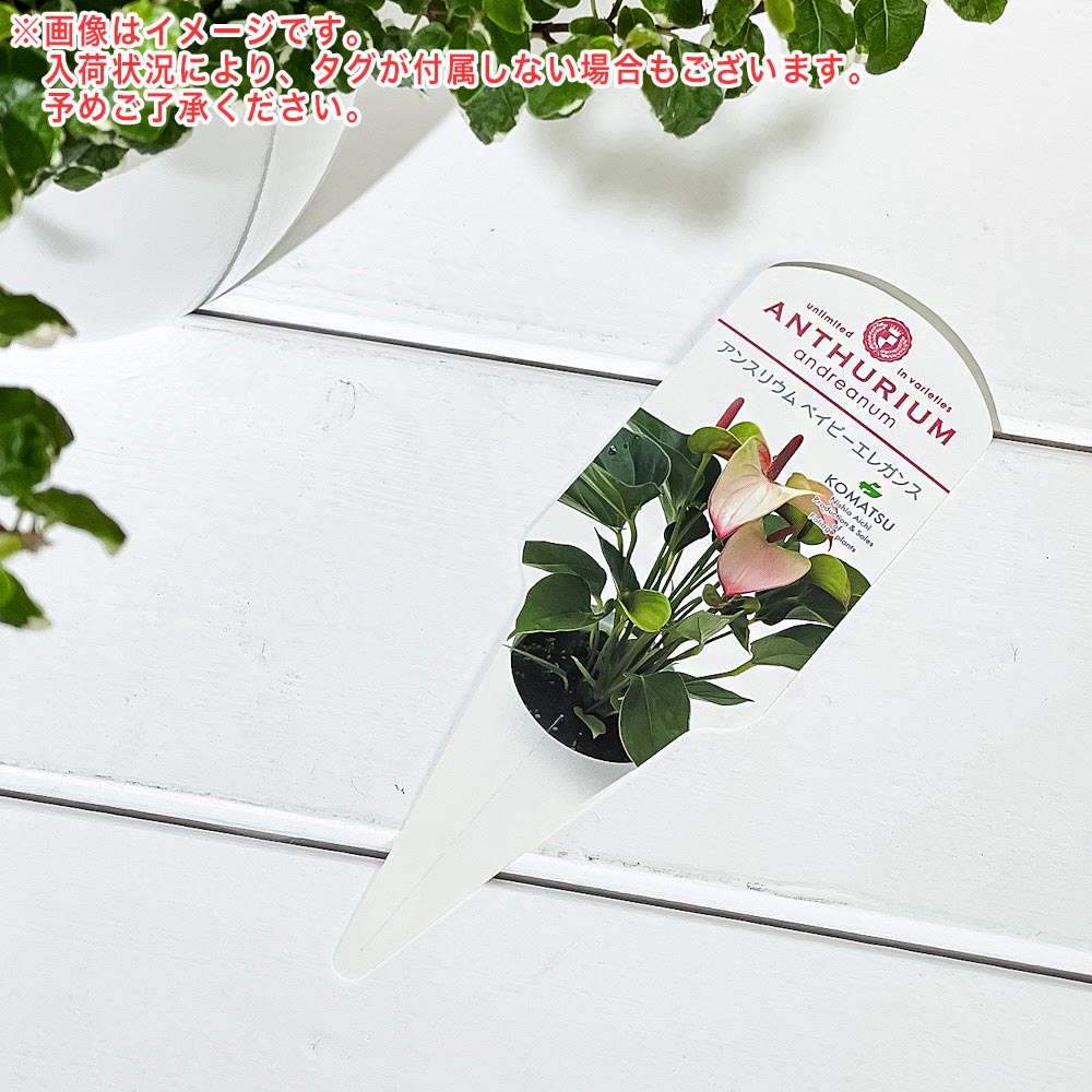 PLANCHU 観葉植物 アンスリウム ベイビーエレガンス 6号鉢 受け皿付き 育て方説明書付き Anthurium andraeanum ‘Baby Elegance’ アンスリューム アロイド 鉢花 ピンク系