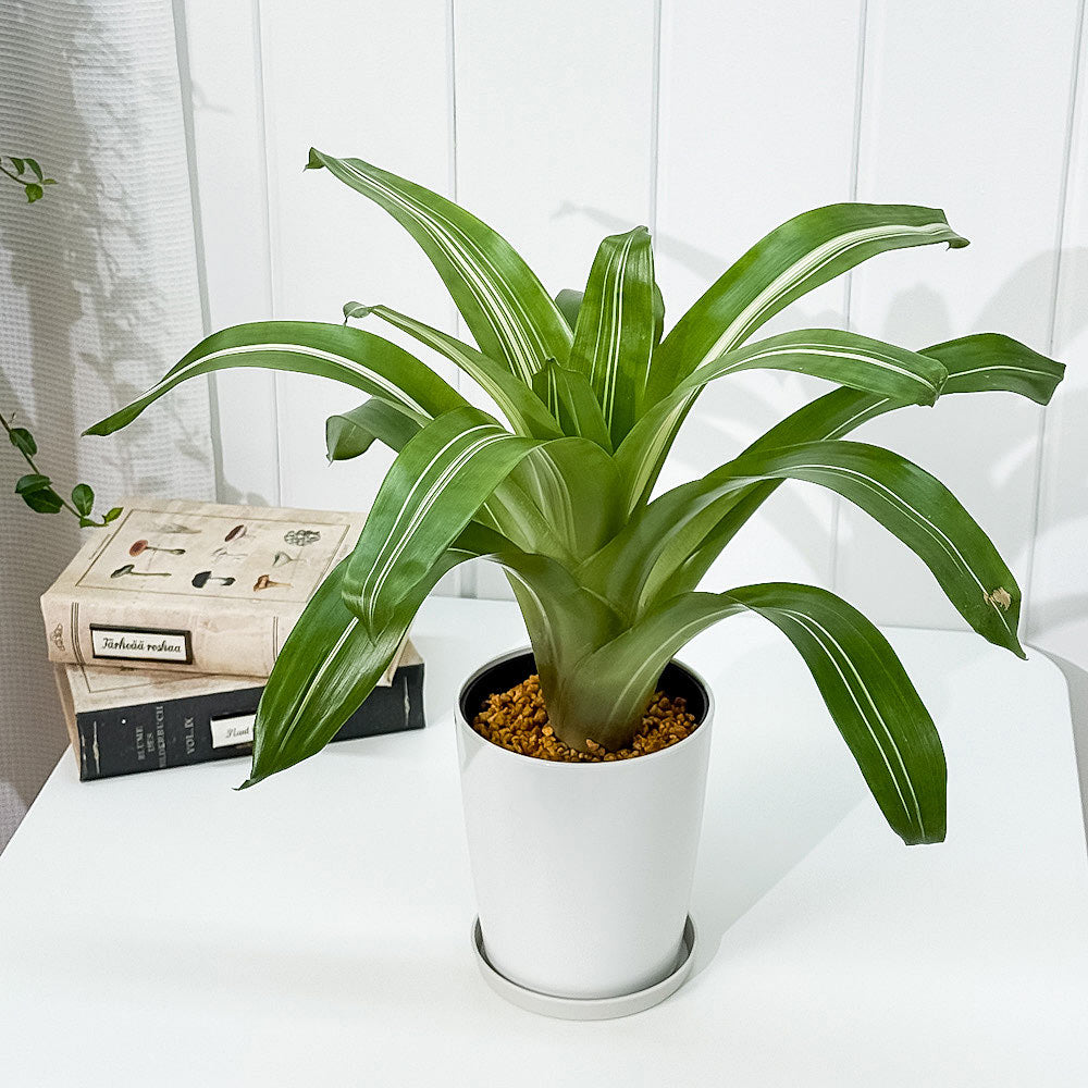PLANCHU 観葉植物 フリーセア ポエルマニー 斑入り 4号鉢 受け皿付き 育て方説明書付き Vriesea Poelmanii Group ‘Variegata’ オオインコアナナス ブロメリア タンクブロメリア
