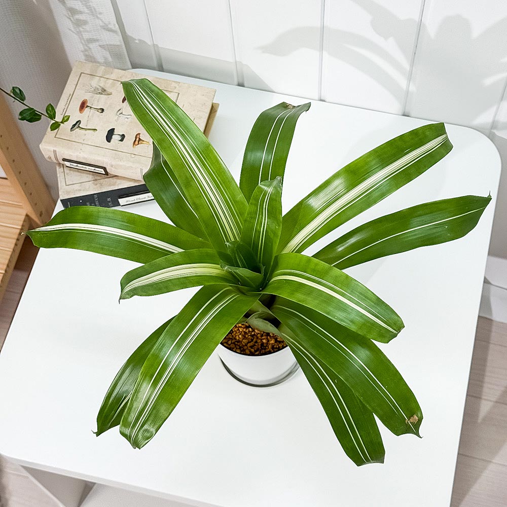 PLANCHU 観葉植物 フリーセア ポエルマニー 斑入り 4号鉢 受け皿付き 育て方説明書付き Vriesea Poelmanii Group ‘Variegata’ オオインコアナナス ブロメリア タンクブロメリア