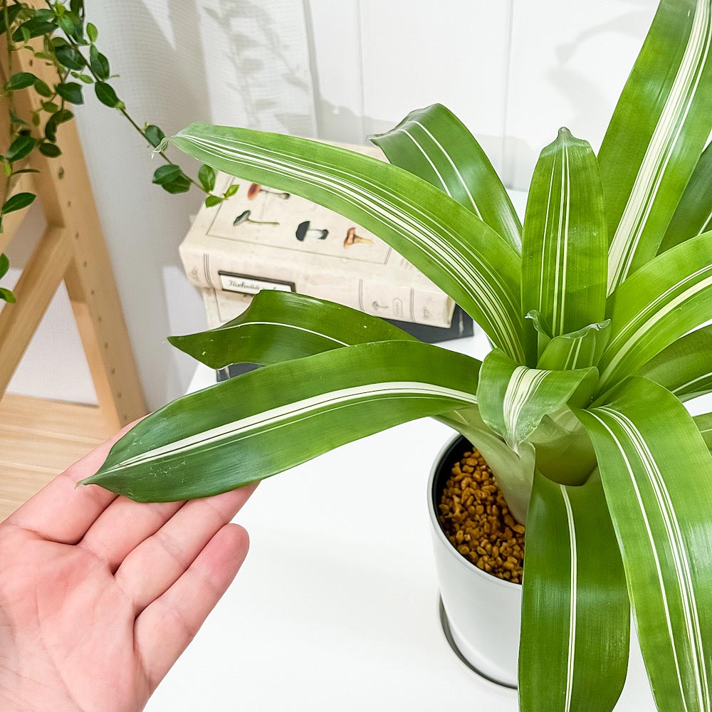 PLANCHU 観葉植物 フリーセア ポエルマニー 斑入り 4号鉢 受け皿付き 育て方説明書付き Vriesea Poelmanii Group ‘Variegata’ オオインコアナナス ブロメリア タンクブロメリア
