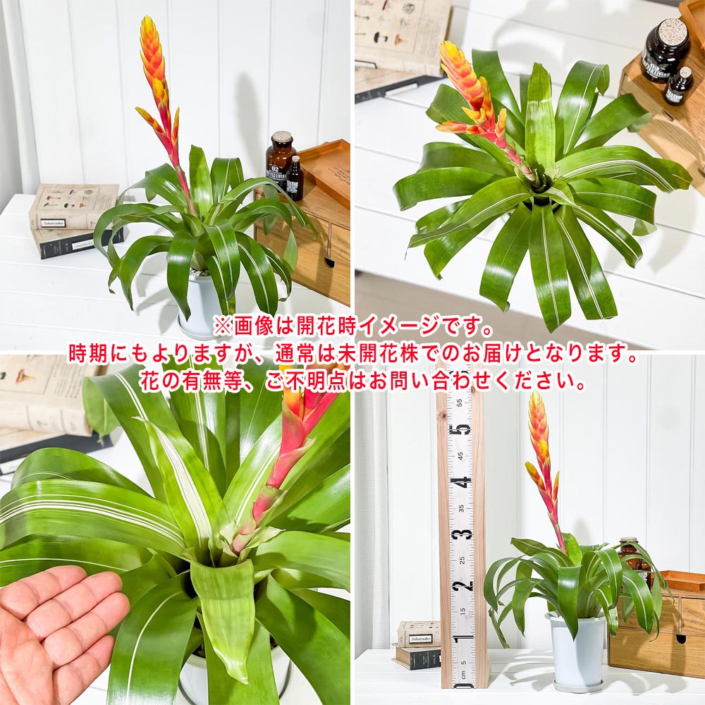 PLANCHU 観葉植物 フリーセア ポエルマニー 斑入り 4号鉢 受け皿付き 育て方説明書付き Vriesea Poelmanii Group ‘Variegata’ オオインコアナナス ブロメリア タンクブロメリア