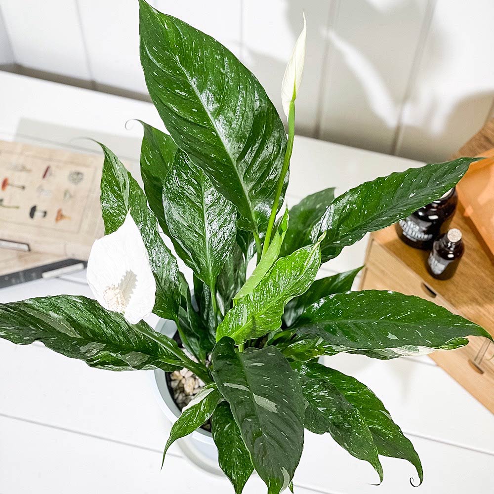 PLANCHU 観葉植物 スパティフィラム ドミノ 6号鉢 受け皿付き 育て方説明書付き Spathiphyllum ‘Domino’ 斑入り アロイド