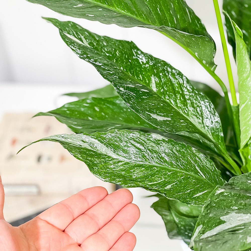 PLANCHU 観葉植物 スパティフィラム ドミノ 6号鉢 受け皿付き 育て方説明書付き Spathiphyllum ‘Domino’ 斑入り アロイド
