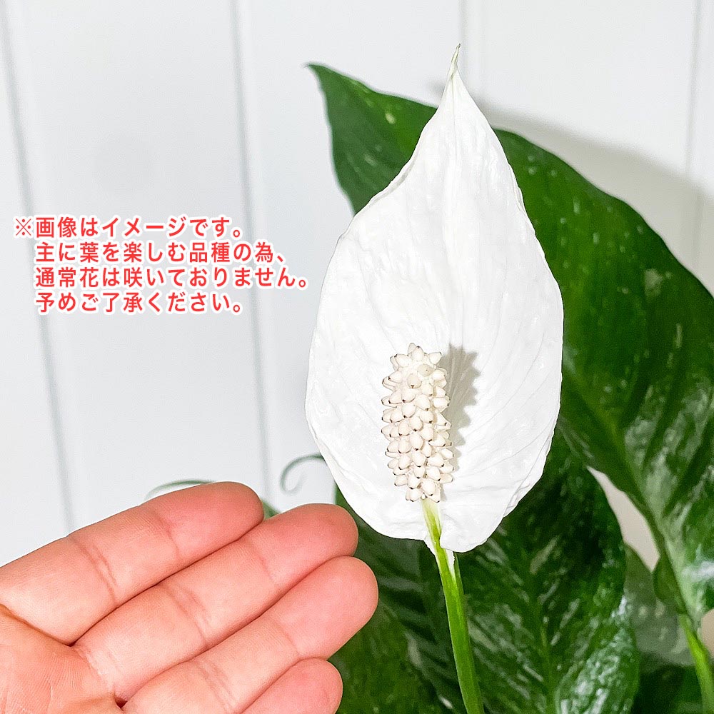 PLANCHU 観葉植物 スパティフィラム ドミノ 6号鉢 受け皿付き 育て方説明書付き Spathiphyllum ‘Domino’ 斑入り アロイド