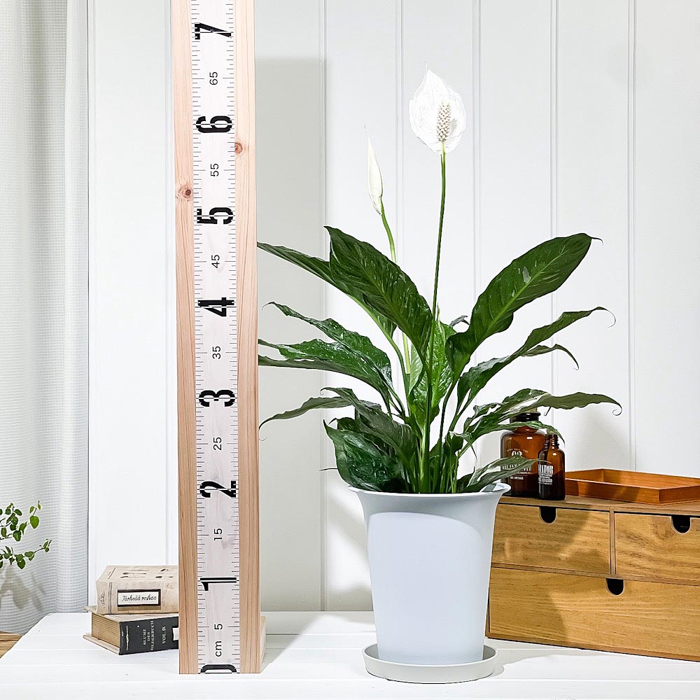 PLANCHU 観葉植物 スパティフィラム ドミノ 6号鉢 受け皿付き 育て方説明書付き Spathiphyllum ‘Domino’ 斑入り アロイド
