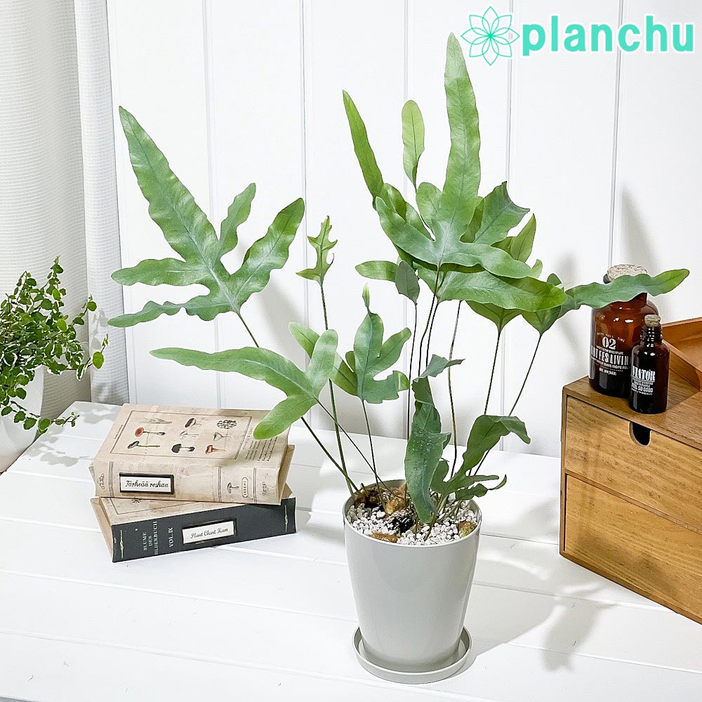 PLANCHU 観葉植物 フレボディウム ブルースター 4号鉢 受け皿付き 育て方説明書付き Phlebodium aureum ‘Mandaianum’ シダ植物