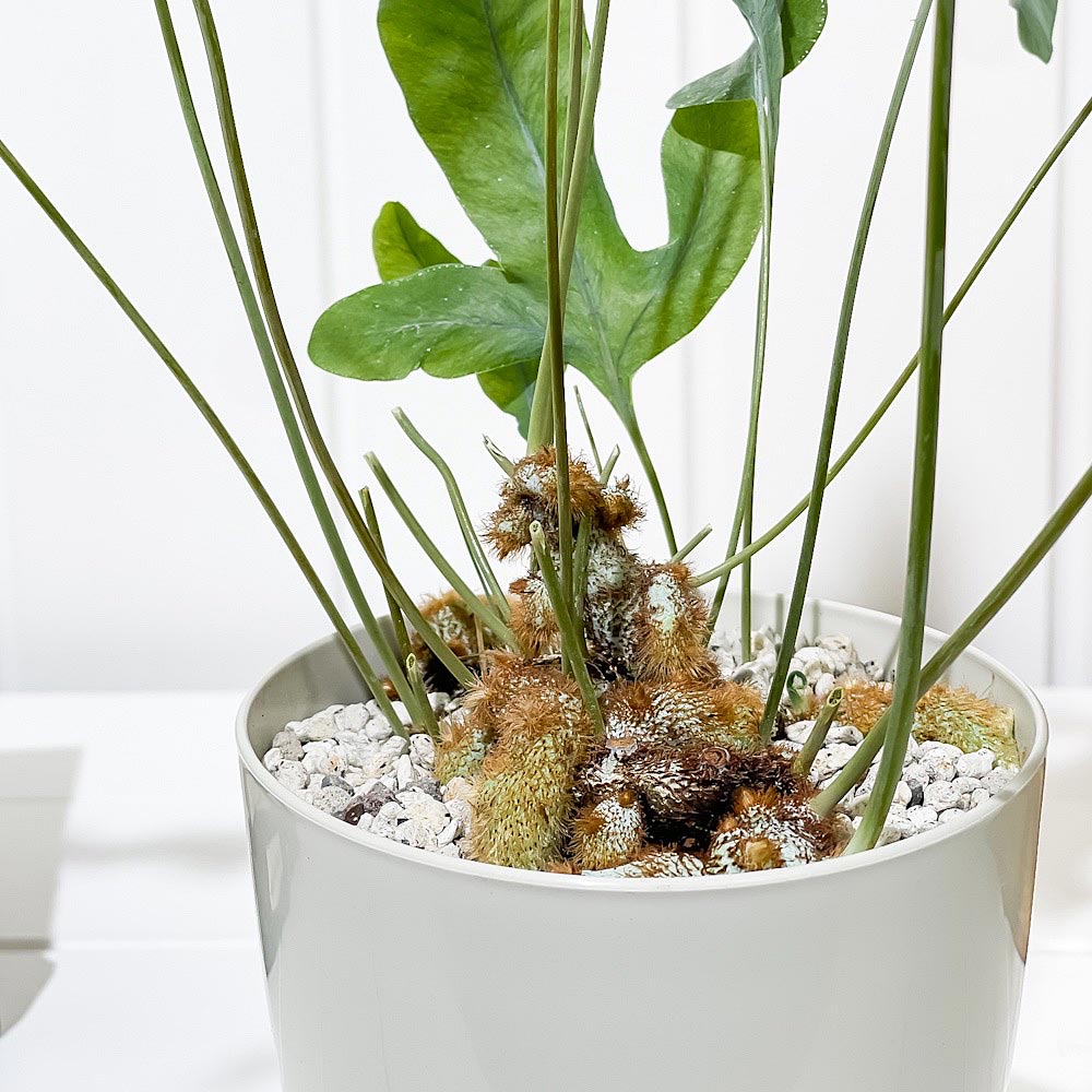 PLANCHU 観葉植物 フレボディウム ブルースター 4号鉢 受け皿付き 育て方説明書付き Phlebodium aureum ‘Mandaianum’ シダ植物