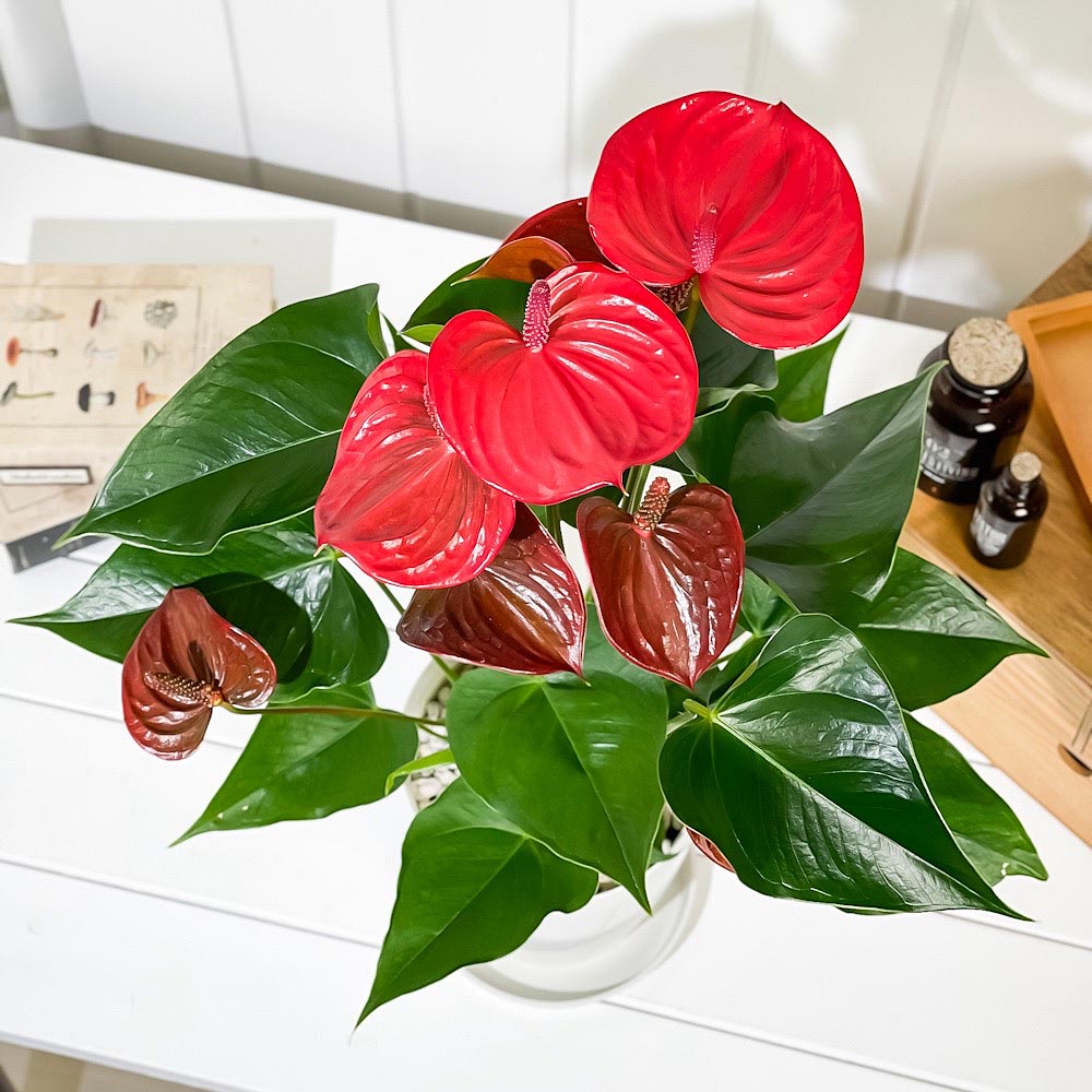 PLANCHU 観葉植物 アンスリウム リトマ 6号鉢 受け皿付き 育て方説明書付き Anthurium andraeanum ‘Ritma’ アンスリューム アロイド 鉢花 珍しいオールレッド