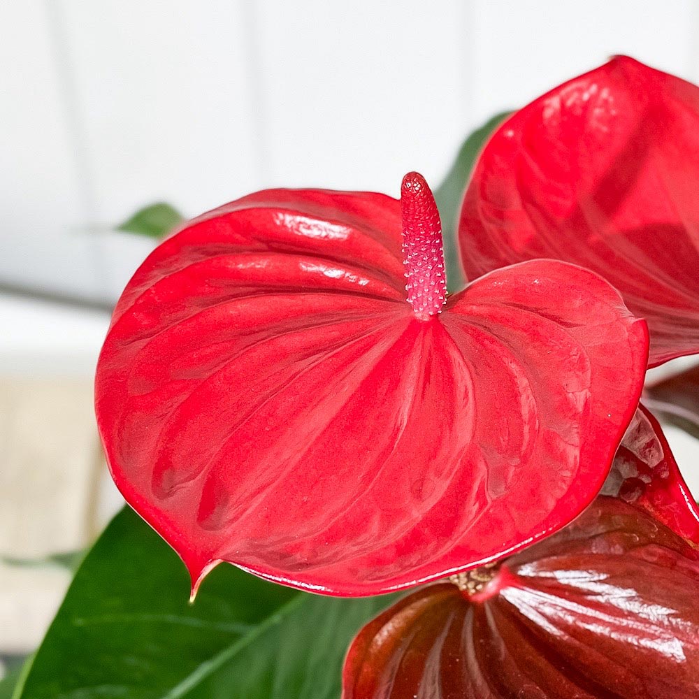 PLANCHU 観葉植物 アンスリウム リトマ 6号鉢 受け皿付き 育て方説明書付き Anthurium andraeanum ‘Ritma’ アンスリューム アロイド 鉢花 珍しいオールレッド