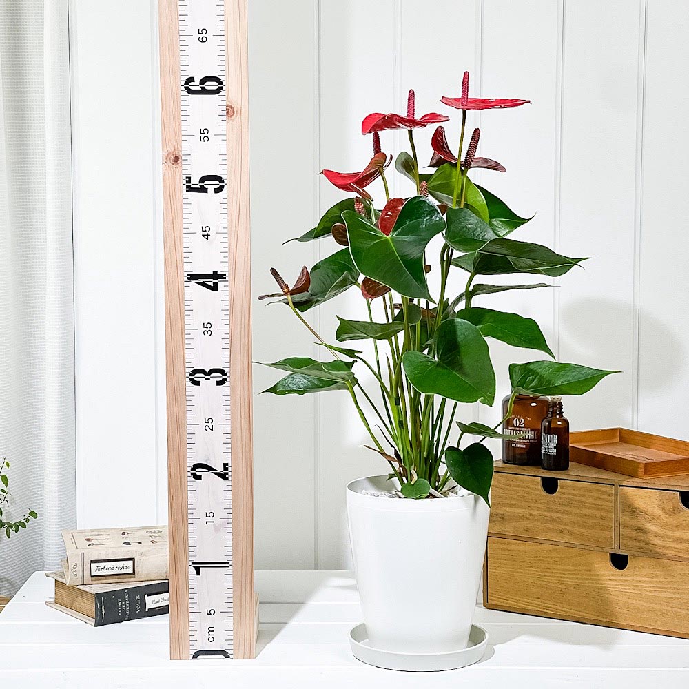 PLANCHU 観葉植物 アンスリウム リトマ 6号鉢 受け皿付き 育て方説明書付き Anthurium andraeanum ‘Ritma’ アンスリューム アロイド 鉢花 珍しいオールレッド